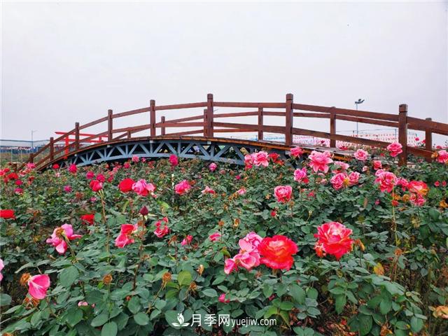 初冬賞花何處去？南京江寧這個(gè)近400畝的月季花海，趕緊安排！(圖6)