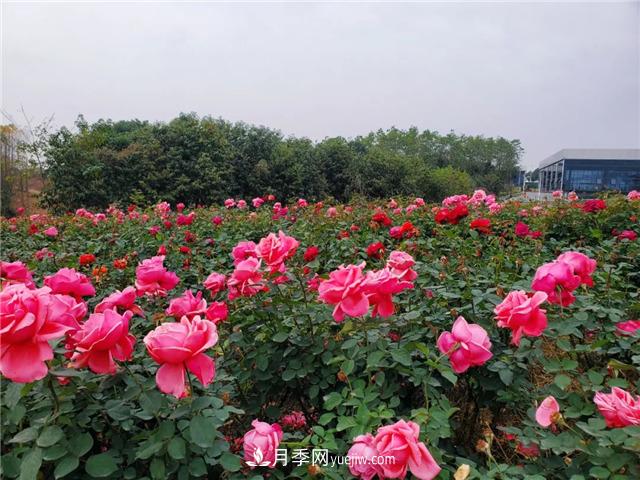初冬賞花何處去？南京江寧這個(gè)近400畝的月季花海，趕緊安排！(圖4)