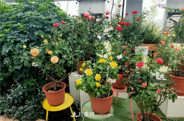 世界月季主題園在中國(guó)月季展中榮獲金獎(jiǎng)！(圖1)