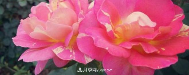 花徑超過15厘米的月季花品種有哪些？(圖1)