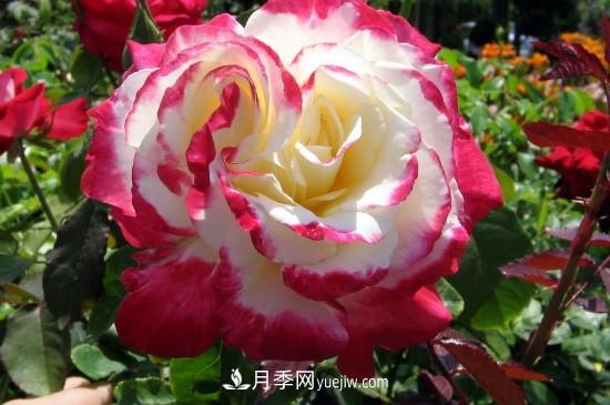花徑超過15厘米的月季花品種有哪些？(圖2)