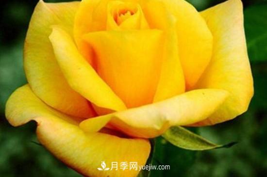 花徑超過15厘米的月季花品種有哪些？(圖5)
