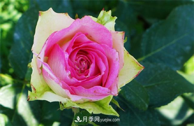 西安的春天，西部芳香園盛開的月季花(圖2)