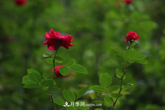 月季正紅：唯有此花開不厭，一年長占四時春(圖2)