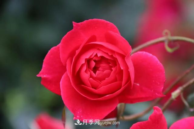 月季正紅：唯有此花開不厭，一年長占四時春(圖3)
