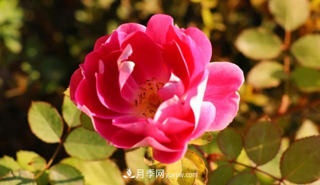 月季正紅：唯有此花開不厭，一年長占四時春(圖4)