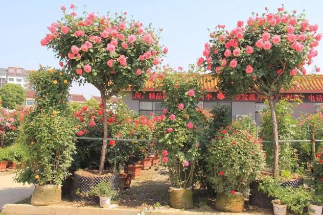 南陽(yáng)月季批發(fā)：唯有此花開(kāi)不厭，一年長(zhǎng)占四時(shí)春(圖1)