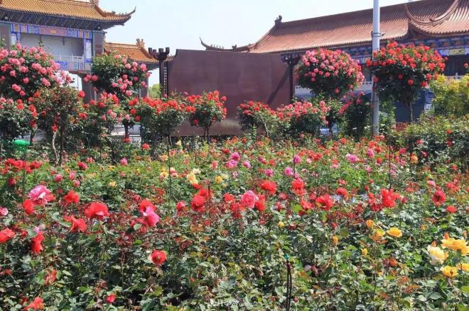 南陽(yáng)月季批發(fā)：唯有此花開(kāi)不厭，一年長(zhǎng)占四時(shí)春(圖3)