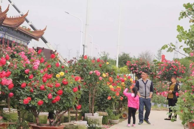 南陽(yáng)月季批發(fā)：唯有此花開(kāi)不厭，一年長(zhǎng)占四時(shí)春(圖7)