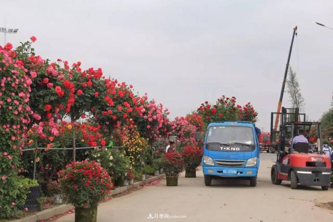 南陽(yáng)月季批發(fā)：唯有此花開(kāi)不厭，一年長(zhǎng)占四時(shí)春(圖8)