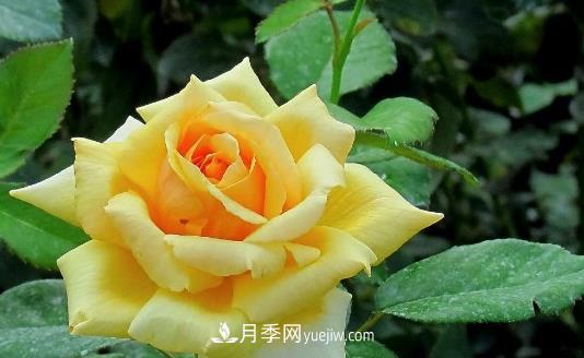 爬藤月季什么時間移植比較好？(圖1)