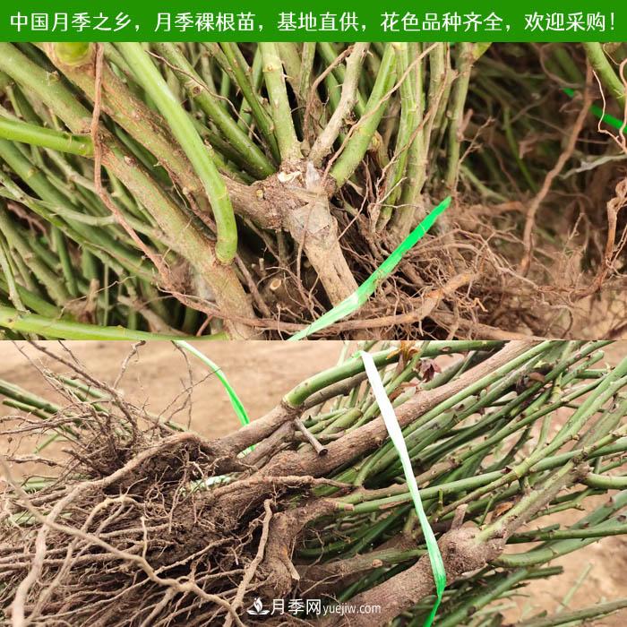 月季裸根苗批發(fā)，南陽月季繁育基地直供(圖1)