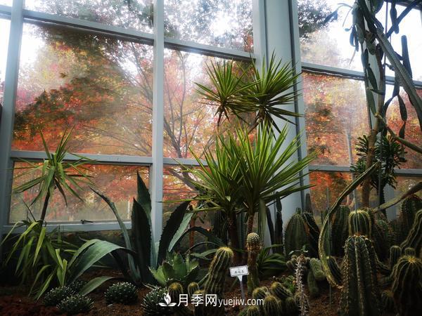 12種稀奇植物首次落戶鄭州植物園，免費(fèi)對外展覽(圖1)