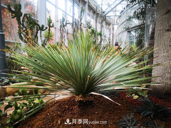 12種稀奇植物首次落戶鄭州植物園，免費(fèi)對外展覽(圖2)