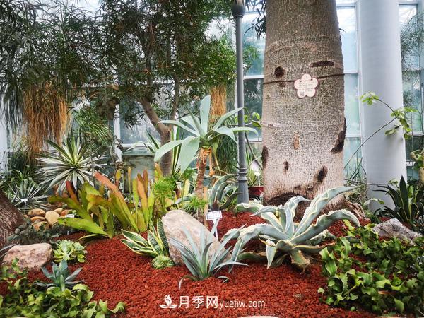 12種稀奇植物首次落戶鄭州植物園，免費(fèi)對外展覽(圖3)