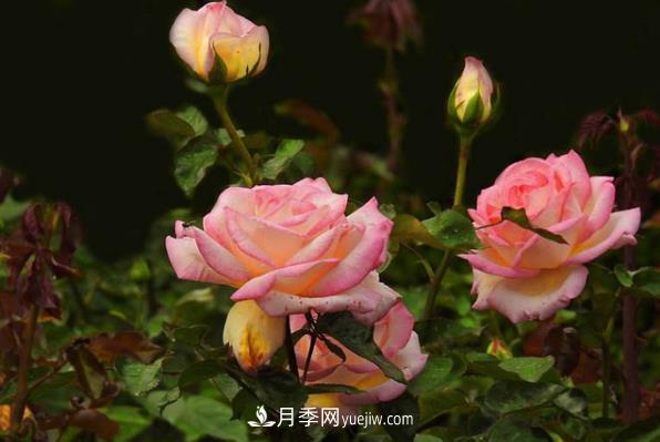 盆栽月季為什么花越開越??？要堅持每年換盆(圖1)