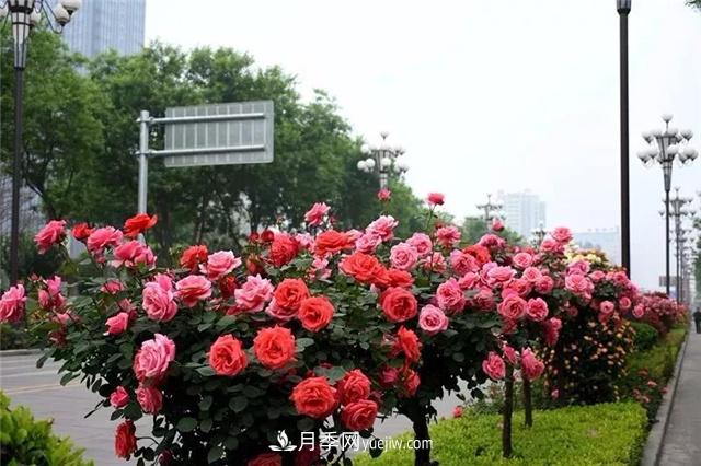 2021年全國(guó)苗木需求量預(yù)測(cè)，能種滿(mǎn)2000多萬(wàn)畝苗圃(圖1)
