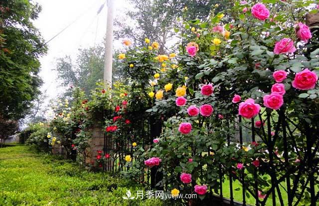 藤本月季如何養(yǎng)護(hù)？(圖1)