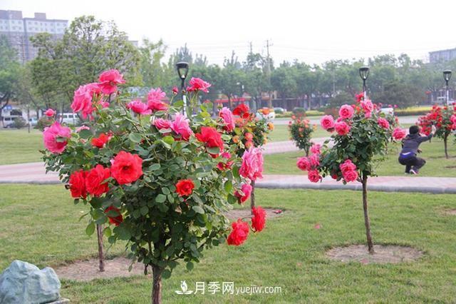 樹狀月季花的盆栽種植方法有哪些？(圖1)