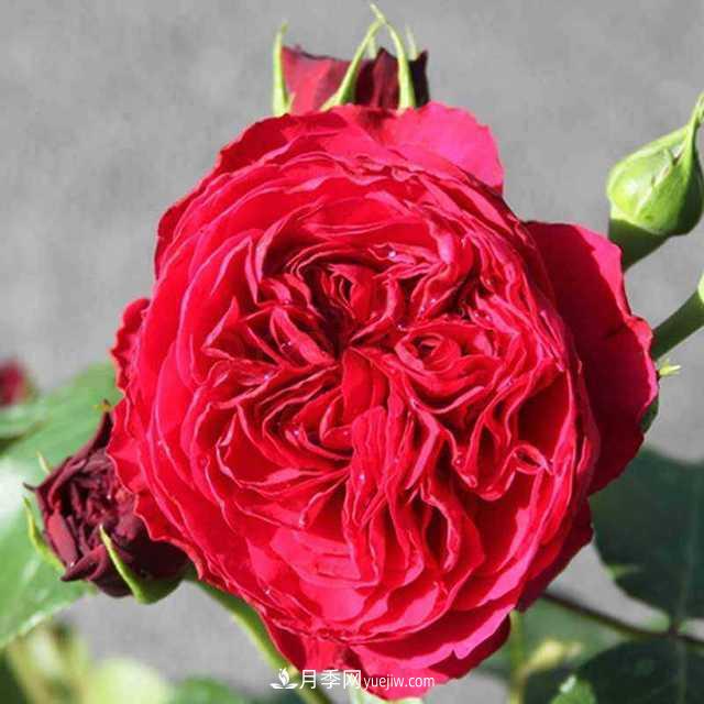 月季界的4大開(kāi)花機(jī)器，養(yǎng)2種就擁有一個(gè)花園(圖2)
