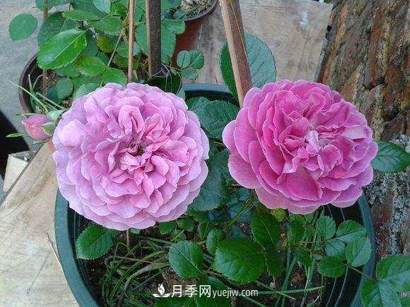 月季界的4大開(kāi)花機(jī)器，養(yǎng)2種就擁有一個(gè)花園(圖3)
