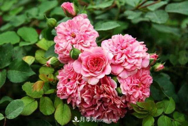 月季界的4大開(kāi)花機(jī)器，養(yǎng)2種就擁有一個(gè)花園(圖5)