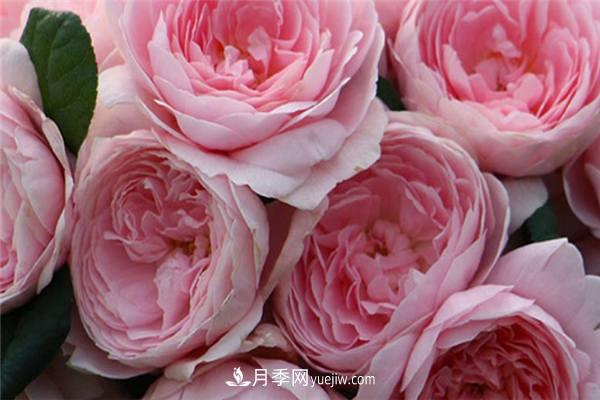 月季開(kāi)花機(jī)器**名是什么？請(qǐng)叫我**名(圖1)