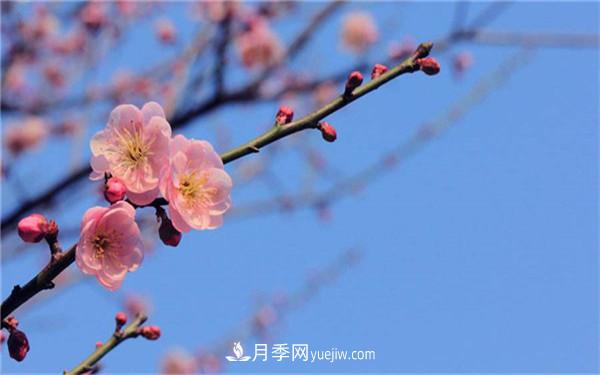 中國十大盆景排名，看看有哪些品種(圖2)