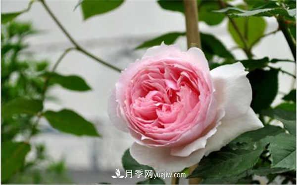 十大勤花月季名單，***經(jīng)典勤花月季花推薦(圖1)