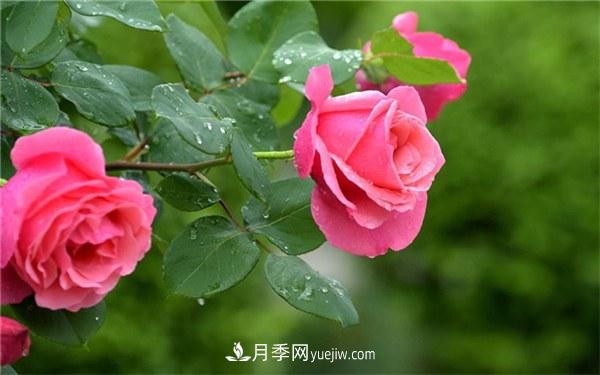 十大難養(yǎng)的花有哪些？什么花卉***難養(yǎng)？(圖1)