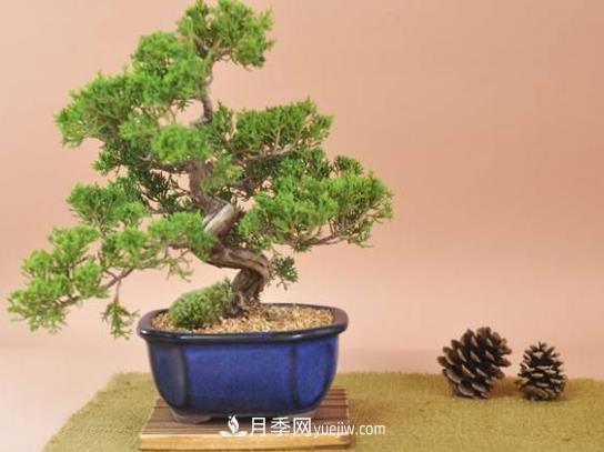 中國十大盆景排名，名貴盆景有哪些？(圖1)