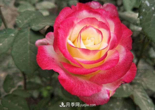十大***美月季品種，美的沒理由(圖1)