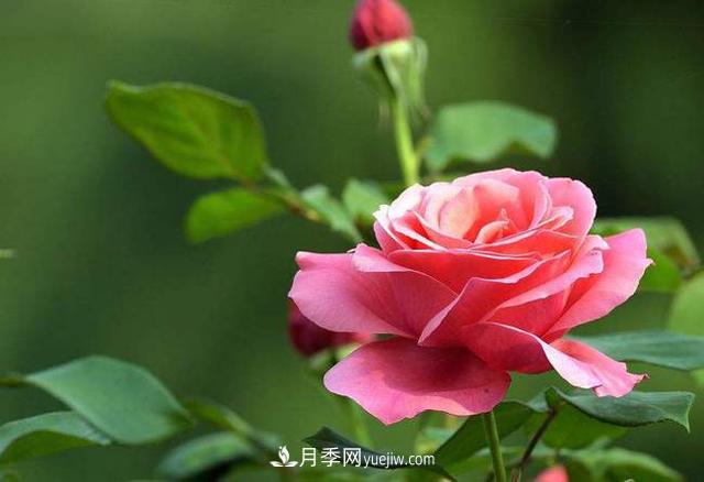中國十大花卉排名，哪種名花排名**？(圖1)