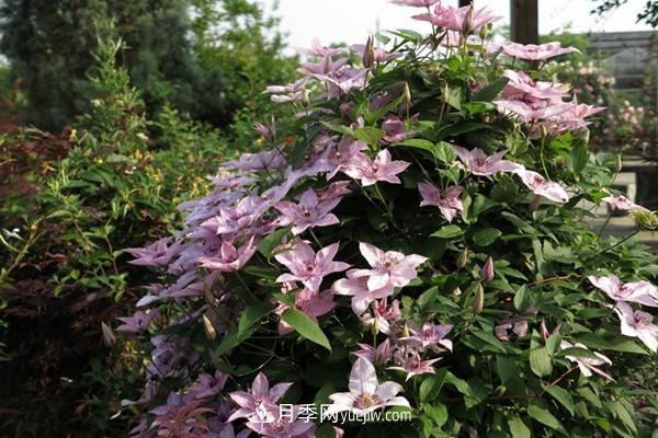 鐵線蓮花卉十大必買品種有哪些？(圖1)