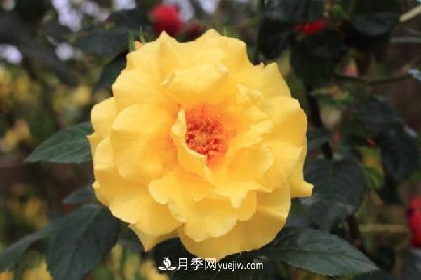 不怕暴曬的月季品種，盤點耐熱耐曬的品種(圖2)