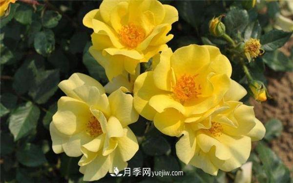 月季水插繁殖如何操作？(圖1)