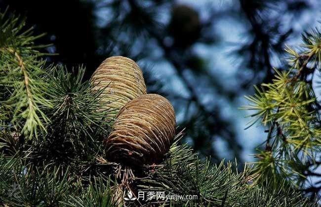 南陽(yáng)雪松價(jià)格多少錢一棵？雪松基地報(bào)價(jià)行情(圖2)