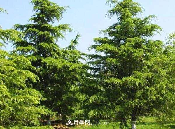 南陽(yáng)雪松價(jià)格多少錢一棵？雪松基地報(bào)價(jià)行情(圖1)