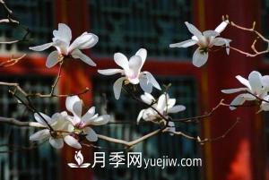 南召白玉蘭，廣玉蘭，紫玉蘭有什么區(qū)別，種植方法有哪些？(圖7)