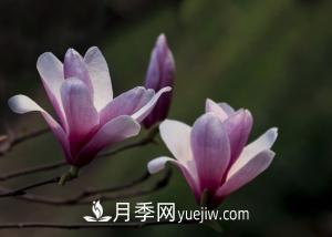南召白玉蘭，廣玉蘭，紫玉蘭有什么區(qū)別，種植方法有哪些？(圖2)