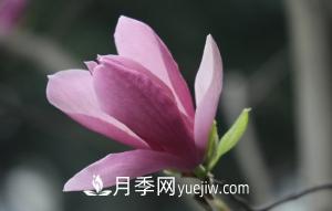 南召白玉蘭，廣玉蘭，紫玉蘭有什么區(qū)別，種植方法有哪些？(圖5)