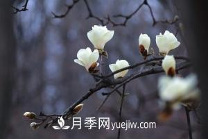 南召白玉蘭，廣玉蘭，紫玉蘭有什么區(qū)別，種植方法有哪些？(圖1)