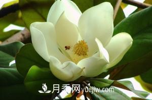 南召白玉蘭，廣玉蘭，紫玉蘭有什么區(qū)別，種植方法有哪些？(圖4)