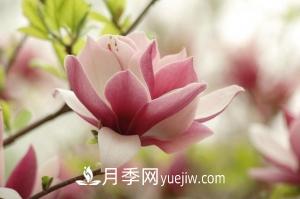 南召白玉蘭，廣玉蘭，紫玉蘭有什么區(qū)別，種植方法有哪些？(圖6)