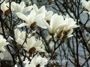 南召白玉蘭，廣玉蘭，紫玉蘭有什么區(qū)別，種植方法有哪些？(圖3)