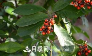南召白玉蘭，廣玉蘭，紫玉蘭有什么區(qū)別，種植方法有哪些？(圖8)