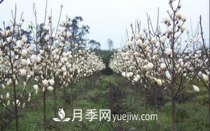 南召白玉蘭，廣玉蘭，紫玉蘭有什么區(qū)別，種植方法有哪些？(圖9)