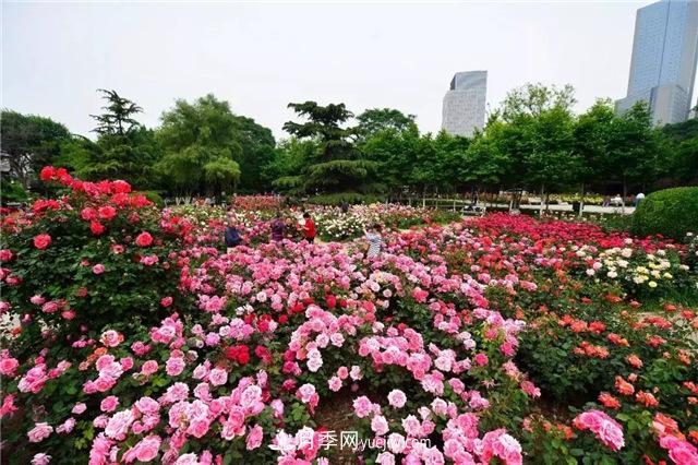 天津適合養(yǎng)月季，市花和市樹是什么(圖1)