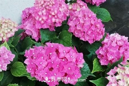 揚州適合養(yǎng)月季花，市花和市樹是什么(圖1)