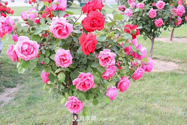 什么樹可以嫁接月季？南陽月季嫁接的好處(圖1)